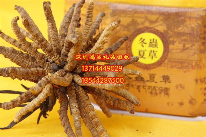 深圳回收冬虫夏草￥深圳回收虫草