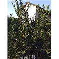 四川柑橘苗★四川香橙种子 