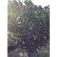 四川春见苗$$四川柑橘苗 