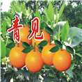 四川柑橘苗代办