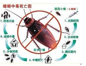 中山灭蟑螂