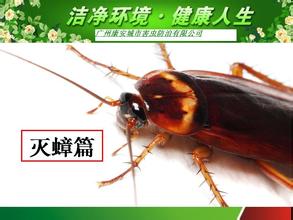 中山白蚁防治