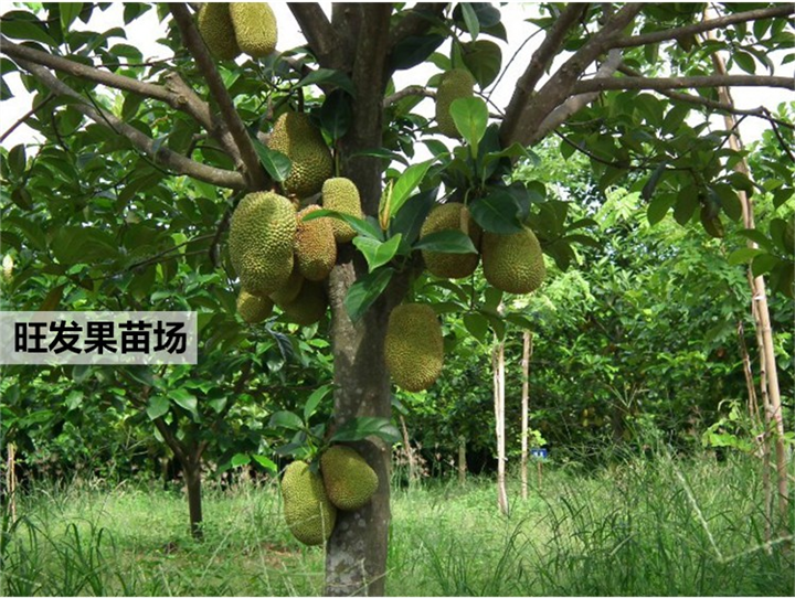 供应榴莲菠萝蜜苗，惠州榴莲菠萝蜜苗 