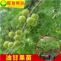批发油甘苗，东莞油甘苗，大量供应油甘苗 