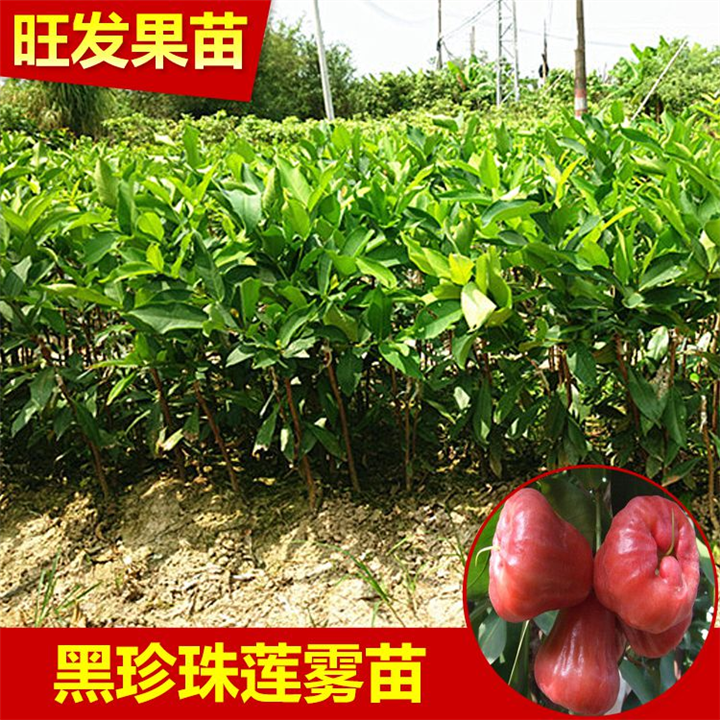 供应黑珍珠莲雾苗，东莞莲雾苗，东莞果苗 
