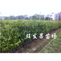 广东沉香苗@惠州沉香苗@惠州沉香苗批发 