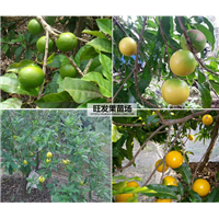 广东黄晶果苗价格，惠州黄晶果苗，惠州果苗场 