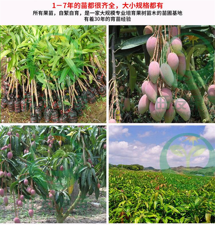 惠州红贵妃芒果苗，惠州芒果苗，广东芒果苗 