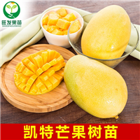 广东凯特芒果苗供应\广东批发凯特芒果苗 