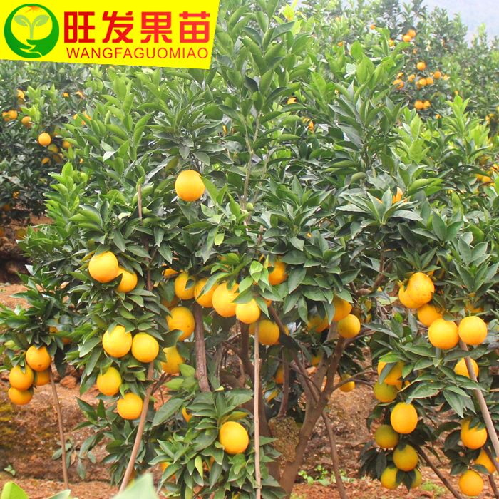 东莞橙子苗，深圳橙子苗，广东橙子苗批发电话 