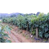 龙门荔枝苗、惠州荔枝苗、广东荔枝苗出售 