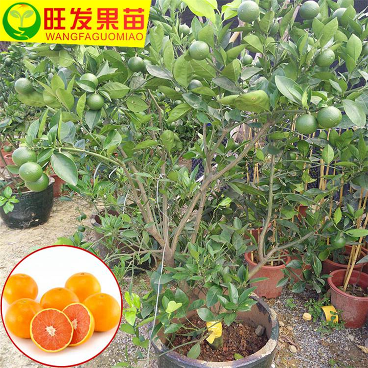 惠州橙子苗价格，批发橙子苗，橙子嫁接苗 