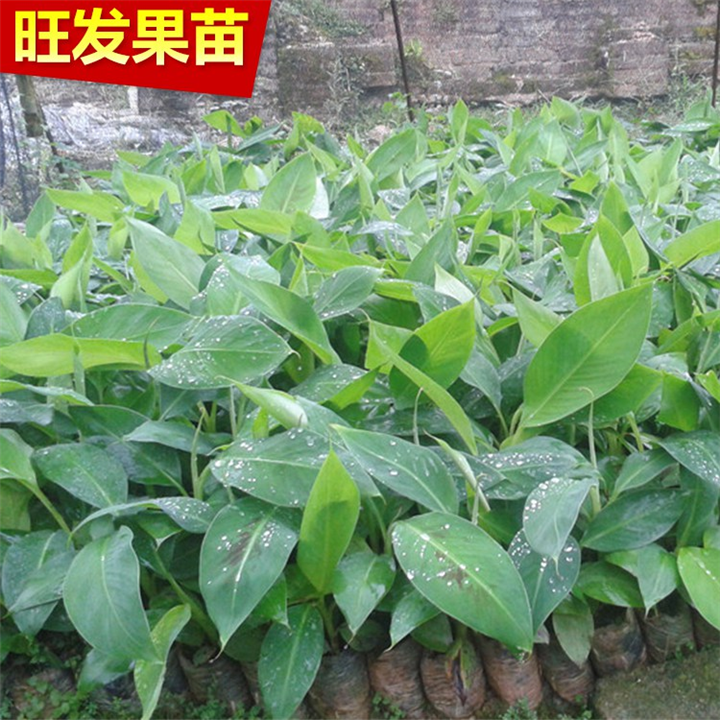 东莞香蕉苗批发，东莞香蕉苗，供应香蕉苗 