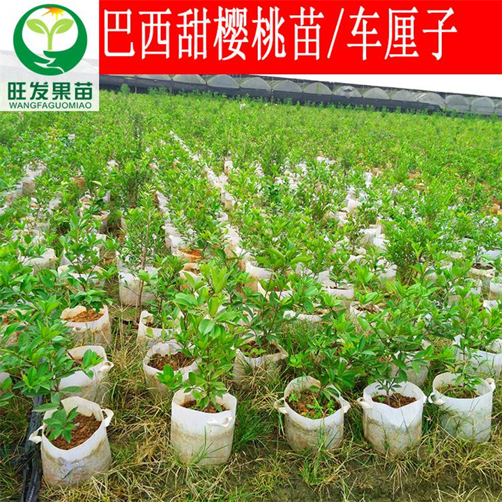 东莞巴西甜樱桃苗（车厘子）东莞巴西甜樱桃苗 