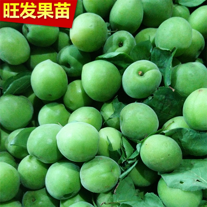 批发青梅苗，广州酸梅苗，广州果苗价格 