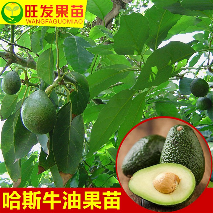 销售牛油果苗，惠州牛油果苗，广东牛油果苗 