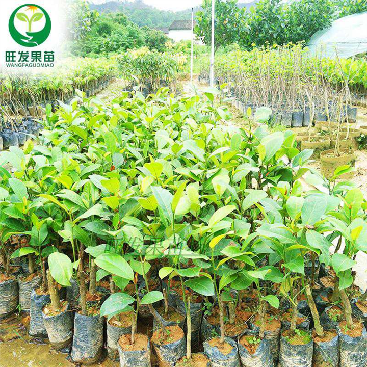 广东榴莲菠萝蜜苗基地，广东榴莲菠萝蜜苗 