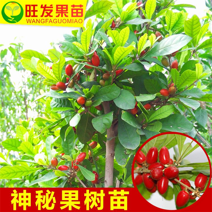包邮神秘果树苗 惠州神秘果苗 惠州果苗 