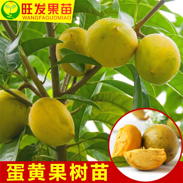 龙门蛋黄果苗出售，惠州蛋黄果苗价格 