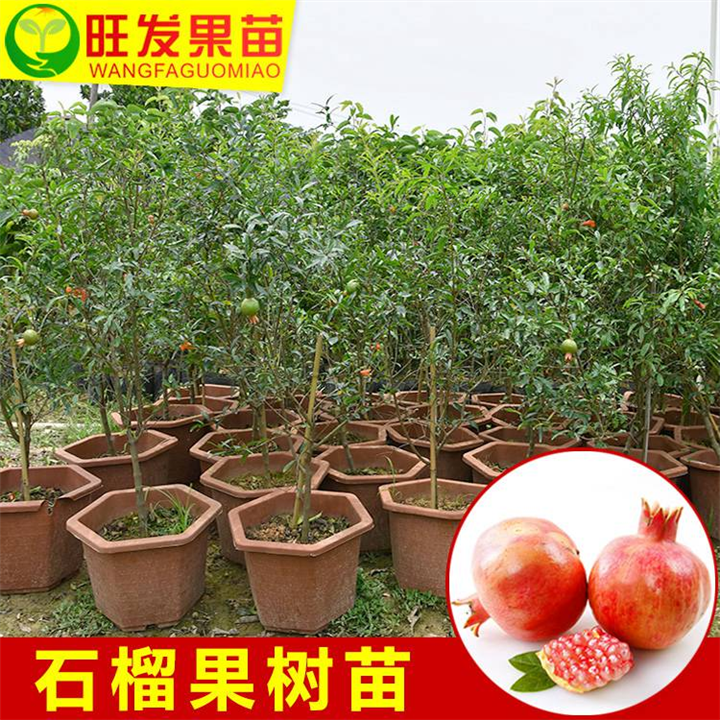 惠州水果苗，惠州石榴苗，批发石榴苗 