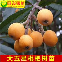 批发枇杷苗\惠阳枇杷苗\惠州枇杷苗供应 