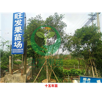 广东树葡萄苗|惠州树葡萄苗|树葡萄苗批发 