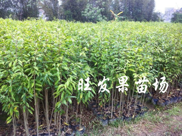 大亚湾沉香苗\淡水沉香苗\惠州沉香苗价格 