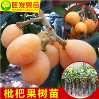 供应枇杷苗\淡水枇杷苗\惠州枇杷苗基地 