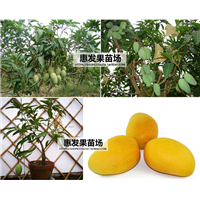 深圳四季芒果苗，深圳芒果苗价格，深圳芒果苗 