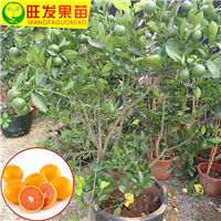 惠州橙子苗价格，批发橙子苗，橙子嫁接苗 