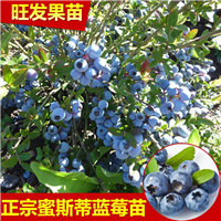 惠州蓝莓苗\供应蓝莓苗\惠州蓝莓苗批发 