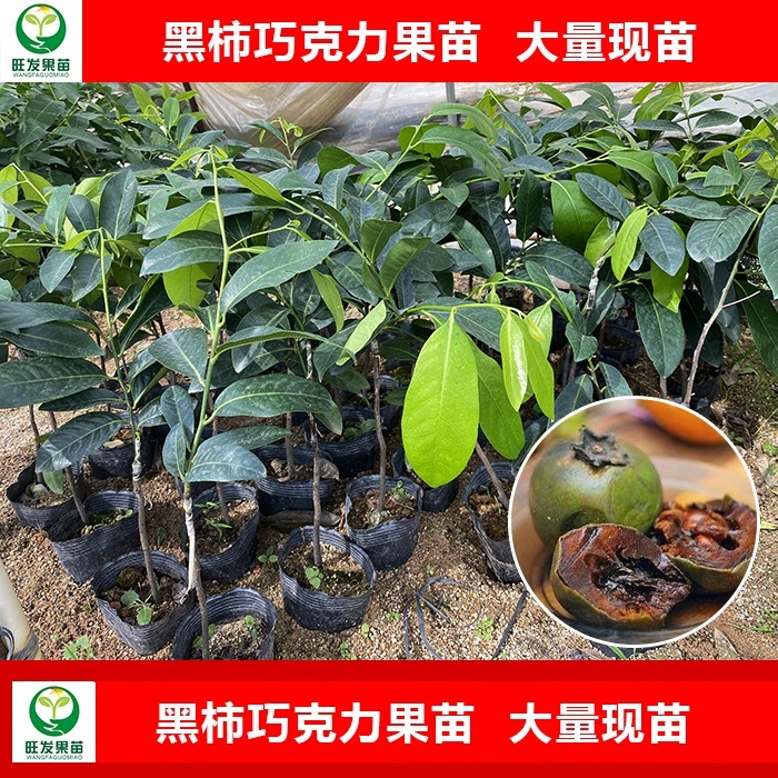 惠州黑柿巧克力果苗
