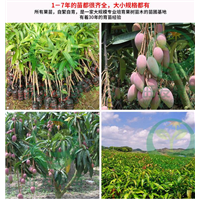 惠州红贵妃芒果苗，惠州芒果苗，广东芒果苗 