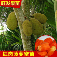 正宗红肉菠萝蜜树苗，惠州红肉菠萝蜜苗 