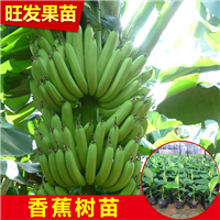 深圳香蕉苗基地直销，广东香蕉苗出售 