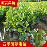 广东树菠萝苗基地，惠州树菠萝苗价格 