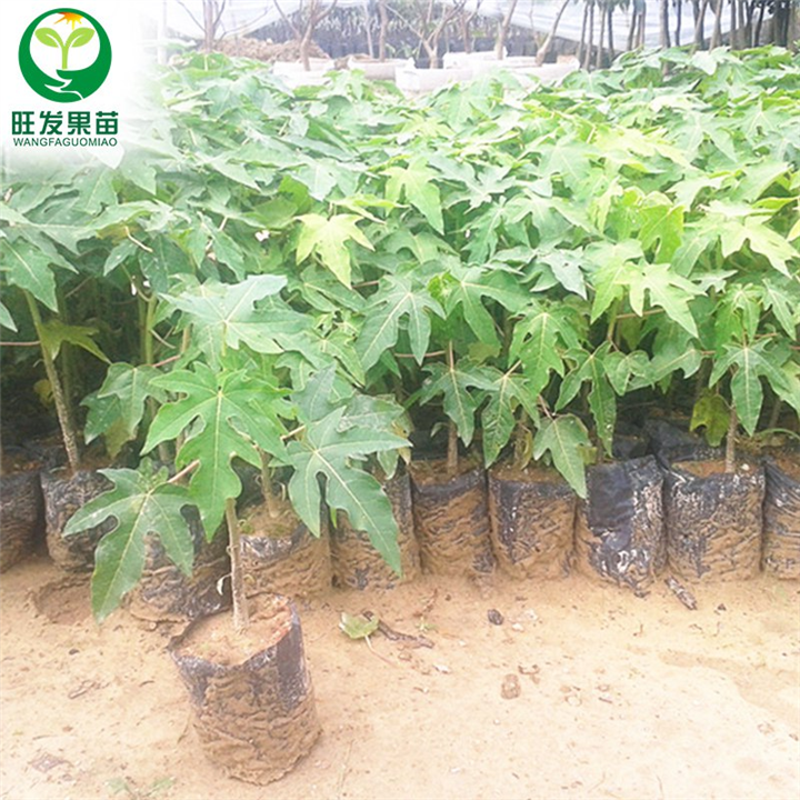 新品种夏威夷木瓜苗，惠州木瓜苗批发电话 
