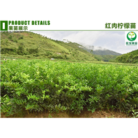 深圳红肉柠檬苗价格，深圳红肉柠檬苗，深圳果树苗 