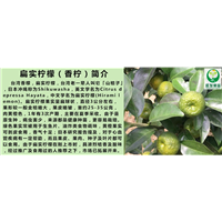 深圳扁实柠檬苗\深圳柠檬苗\深圳果苗 