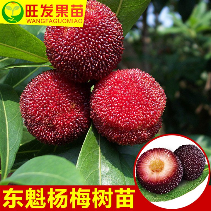 惠州杨梅苗供应商\惠州杨梅苗出售 