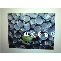 广东捻子苗-惠州捻子苗-惠州果苗基地 