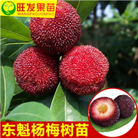 惠州杨梅苗供应商\惠州杨梅苗出售 