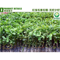新品种红宝石无籽番石榴苗 