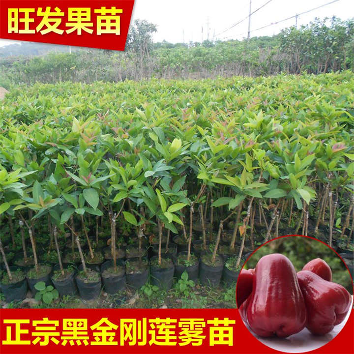 惠州果苗，惠州莲雾苗，惠州莲雾苗价格 