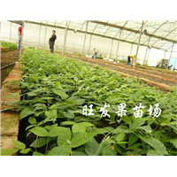 深圳牛大力苗价格，深圳牛大力，广东牛大力 