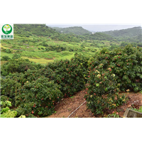 惠州荔枝苗基地\惠州荔枝苗批发 