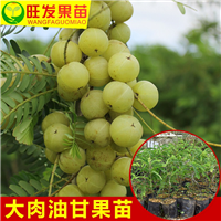 供应油甘苗（余甘苗），广东油甘苗，广东果苗 