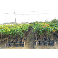 销售四季芒果苗，广东芒果苗，广州芒果苗 