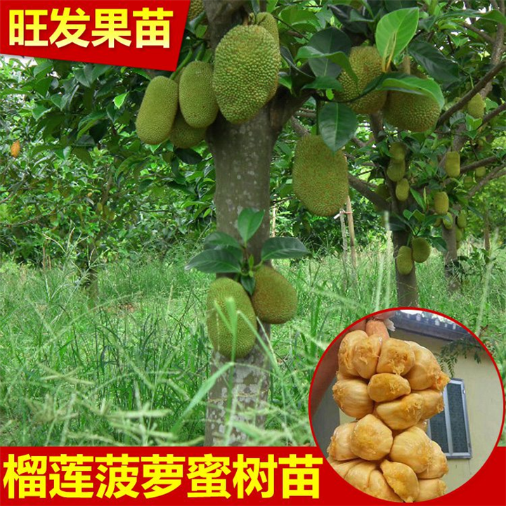 东莞榴莲菠萝蜜苗，广州榴莲菠萝蜜苗 