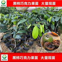 惠州黑柿巧克力果苗